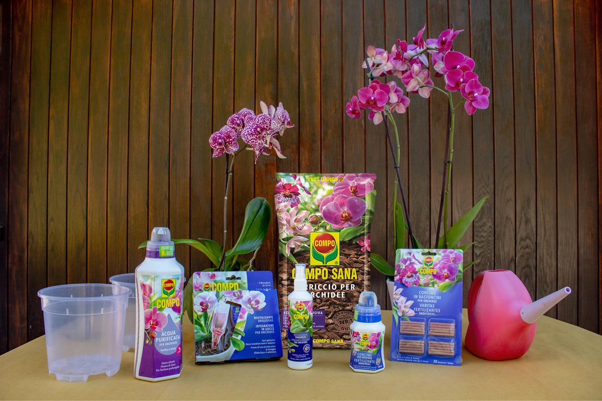 orchidee compo-3